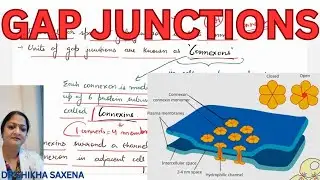 Gap Junctions- structure, functions, importance