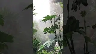Cloud Forest - Singapore #cloudforest #singapore #travel #travelvlog