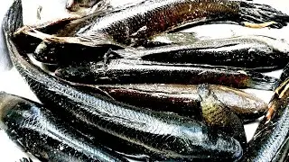 THĂM BẪY PHÁ Kỷ lực BỐN LUỒN KHÔNG THẤY VẪY RẮN@