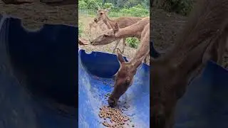 PROSPEK Rusa Lenggong: A Blend of Agriculture, Nature, and Venison Delights