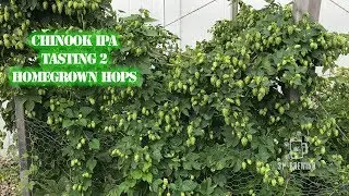 Wet Hop Chinook IPA with Age Tasting 2