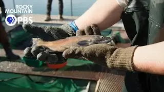 From lake to cooler: Kokanee salmon feed the community