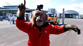 Monkey s Icelandic Adventure Vlog