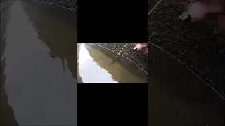 在河蚌抓了三只河蚌养起来，想不到还有净水能力？ #科普 #animals #海洋
