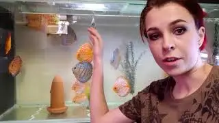 Discus Fish: The Dorsal Fin