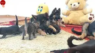 German Shepherd Meets Mom Cat with Newborn Kittens for the First Time