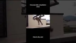 Cat Meme Compilation #memes #funnyvideo #cat