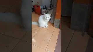 Playing or hunting snakes? #shorts #daily #cat #life