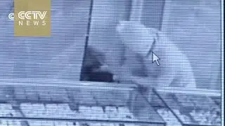 Sneaky thief burrows through wall to rob gold store