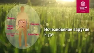 ZAJECICKA HORKA - ЗАЙЕЧИЦКАЯ ГОРЬКАЯ (Russian)
