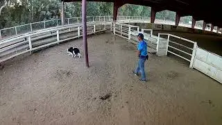 Caper   Cattle Corral   1120