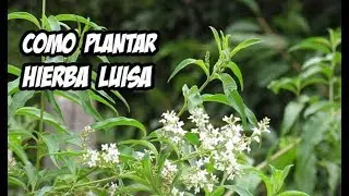 Como Plantar Hierba Luisa o Cedron | La Huerta de Ivan