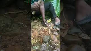 Cracking a Rock for Amethyst Crystal
