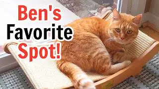 Top Cat Furniture Pick: Cheerhome Sisal Scratcher Bed Review
