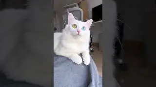 cat Two colour Eyes👀🐈#youtubeshorts #cats #ytshorts #viral