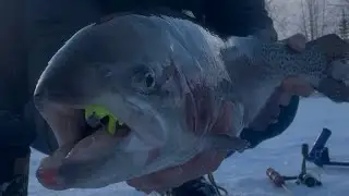 Massive Rainbow Trout Caught Ice Fishing 