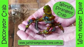 Sponge Decorator Crab Facts With Keeper Dave. Discovering With Keeper Dave Decorator crabs.