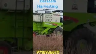 Berseem Grass Seed Harvesting, Berseem Grass Seed Cultivation #agriculture #farming #berseem #grass