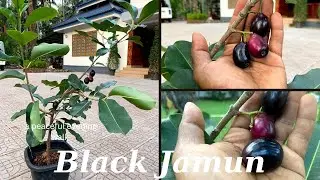 ഒരു വർഷത്തിൽ എന്റെ ഞാവൽ പഴം കായിച്ചപ്പോൾ [ Black Jamun ]
