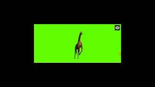 Zebra green background. animal cartoon