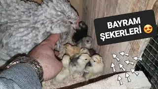MART 2025 İSPENÇ CİVCİV ÇIKIMI RAMAZAN BAYRAMI ŞEKERLERİ @ResulHOY #tavuk #horoz #güvercin