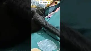 Sunday funday😂 #youtubeshorts #funny #comedy #labradorretriever #labrador #funnydogs #pets #dog