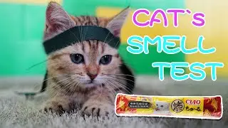 [Funny cats] Cat Sense of smell test, can they still find food by covering their eyes