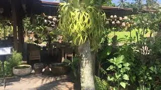 Ubud Sweet Orange Organik Farm