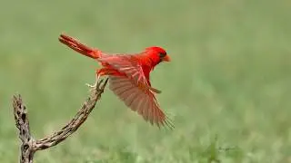 2025 Wildlife recap. #birdphotography #birdphotos