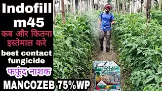Contact fungicide | Indofill m45 | mancozeb 75%WP | PraveenThakur | tamatar me blight