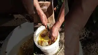 Harvesting honey #honey #harvesting #viral #food #rurallife #villagelife #tseminyu #youtubevideo 