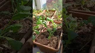 Balkon bahçeciliği(Balcony gardening) #balkonbahçe #Balcony gardening#balkondadomates #balkondabiber