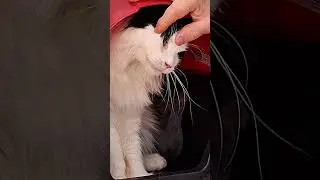 EUCEMIA FELINA: Cuidados b&aacute;sico para manter a longevidade do gato soropostivo .  #gatos #kitten #cat