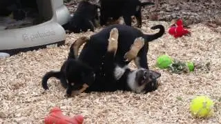 Airedale/Collie mixes