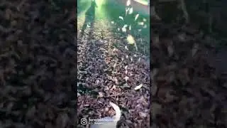 Fall leaf pile jumping party with my cavapoo