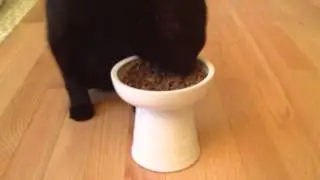 Classy Cat Dishes product review, video 4