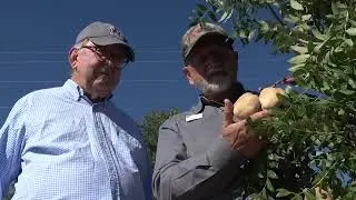 Yellowhorn - A Viable Crop for New Mexico