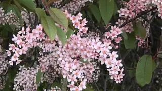 Prunus padus Colorata