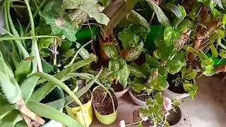 Plant shipt semi shade area# Gardaning idia#