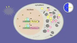 08 6 Circadian Rhythms