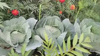 How to Grow / Care tips Summer Season Flower / Vegetables plants at home