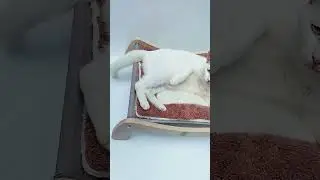 Elevated Cat Bed / Tempat Tidur Kucing - Anjing Kecil
