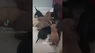 Number 1 Mom!!! #dogs #doglover #dog #puppy #motivation #mom #mother #baby #love #pets #pet #pitbull