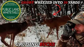 Cruising Bucks On Public Land | Snort Wheezed Into 20 Yards | Arrow Released