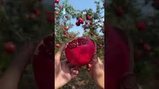 Pomegranate &ndash; The Superfruit of the Gods! #shorts