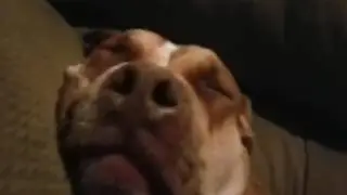 Dog snoring games