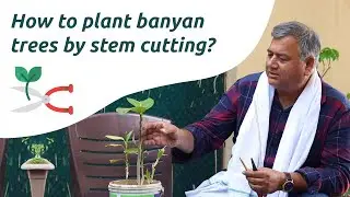 How to plant banyan trees by stem cutting?