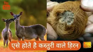 kasturi Hiran | Kasturi Hiran Kaisa Hota Hai