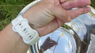 How to harvest Tufted Hairgrass (Deschampsia cespitosa) seeds 