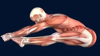 How to Pike Jump Muscle Anatomy EasyFlexibility